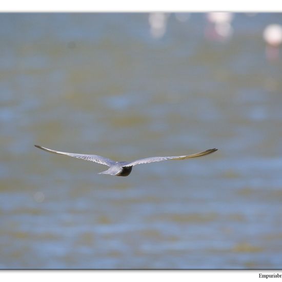 Whiskered Tern: Animal in habitat Pond in the NatureSpots App