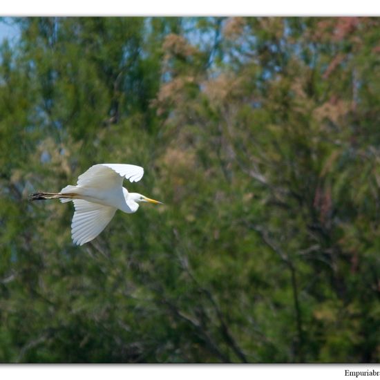 Great Egret: Animal in habitat Pond in the NatureSpots App