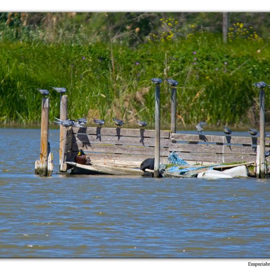 Trauerseeschwalbe: Tier im Habitat Teich in der NatureSpots App