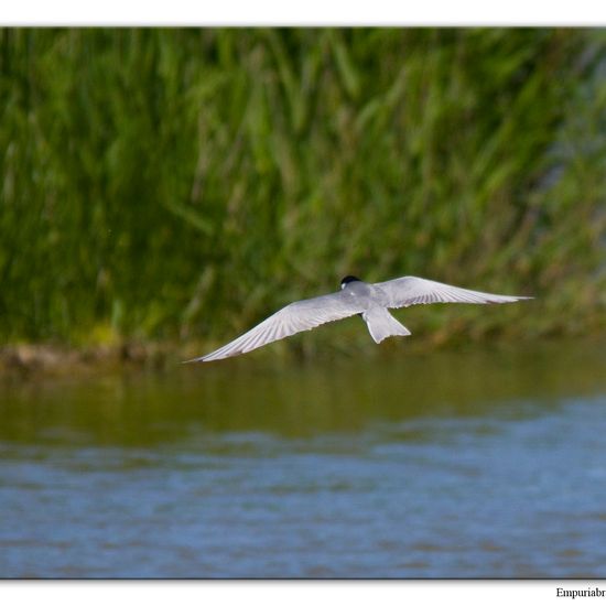 Whiskered Tern: Animal in habitat Pond in the NatureSpots App