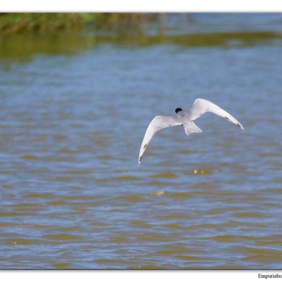 Whiskered Tern: Animal in habitat Pond in the NatureSpots App