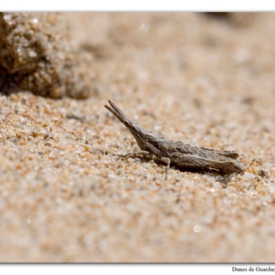 Pyrgomorpha conica: Tier im Habitat Sandküste in der NatureSpots App