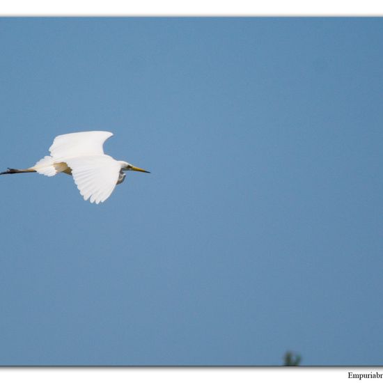 Great Egret: Animal in habitat Pond in the NatureSpots App