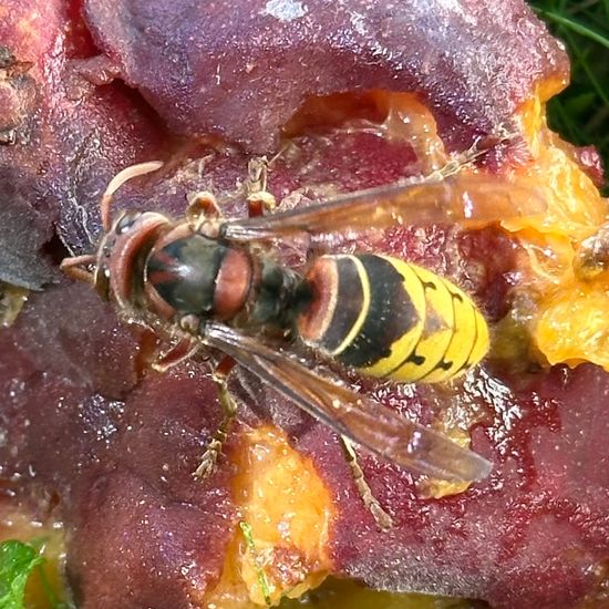 European hornet: Animal in habitat Garden in the NatureSpots App