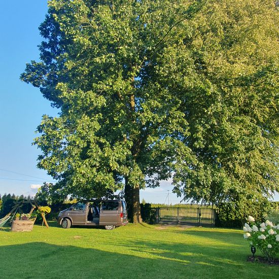 Eichen: Pflanze im Habitat Gartenkultur in der NatureSpots App