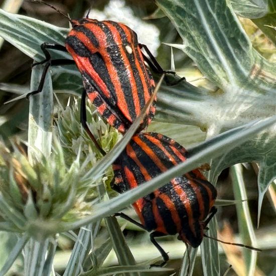 Graphosoma lineatum: Animal in habitat Garden in the NatureSpots App