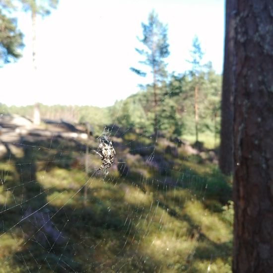 Kreuzspinnen: Tier im Habitat Borealer Nadelwald in der NatureSpots App