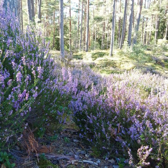 Calluna vulgaris: Plant in habitat Boreal forest in the NatureSpots App