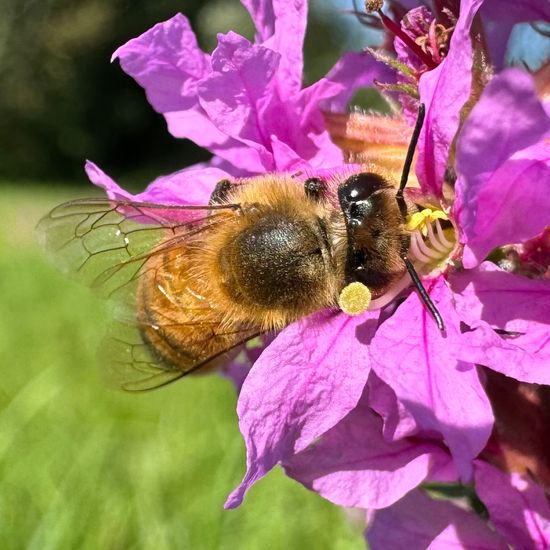 Westliche Honigbiene: Tier im Habitat Park in der NatureSpots App