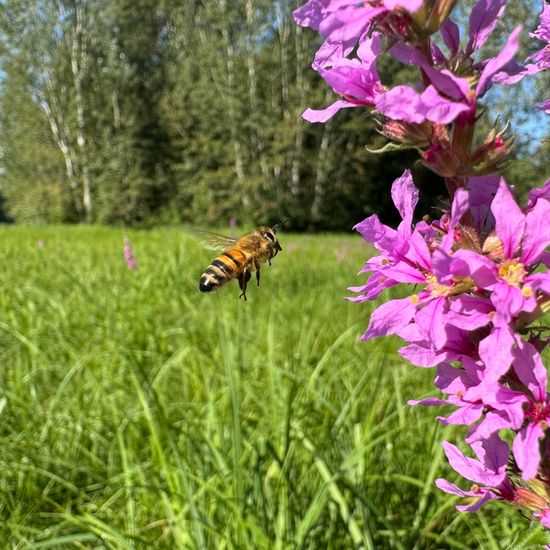 Apis mellifera: Animal in habitat Park in the NatureSpots App