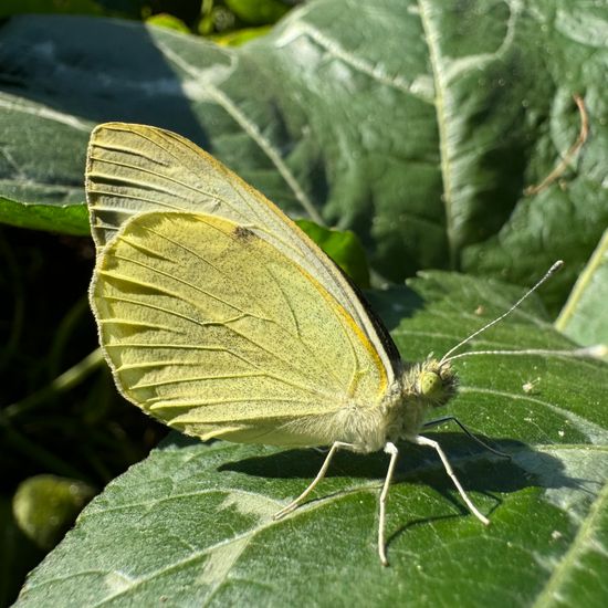 Weißlinge: Tier im Habitat Garten in der NatureSpots App