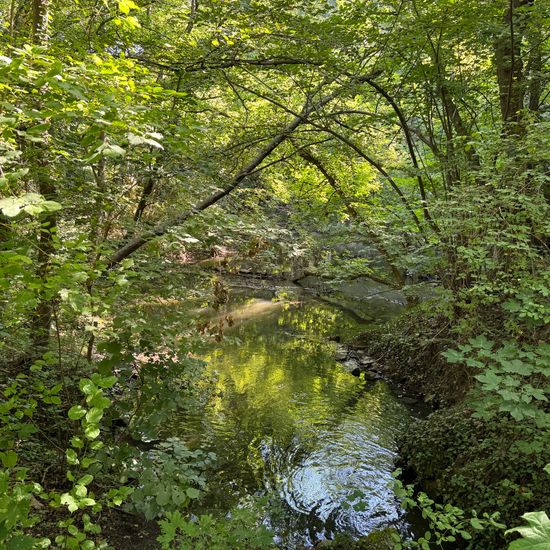 Landscape: Freshwater in habitat Artificial freshwater in the NatureSpots App