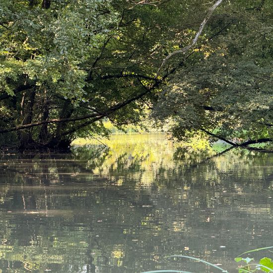 Landschaft: Süßwasser im Habitat Künstliches Süßwasser in der NatureSpots App