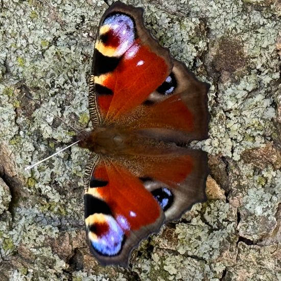 Tagpfauenauge: Tier im Habitat Park in der NatureSpots App