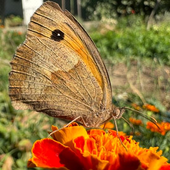 Großes Ochsenauge: Tier im Habitat Garten in der NatureSpots App