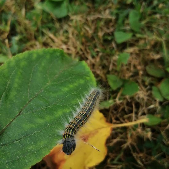 Buff-tip: Animal in habitat Garden in the NatureSpots App