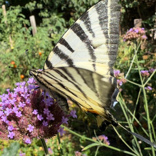 Scarce Swallowtail: Animal in habitat Garden in the NatureSpots App