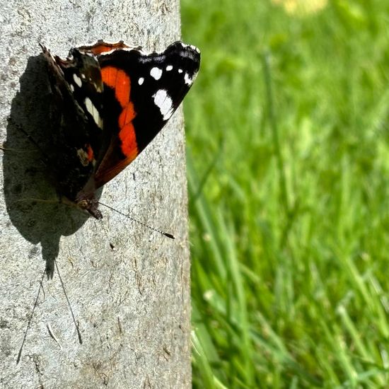 Admiral: Tier im Habitat Garten in der NatureSpots App