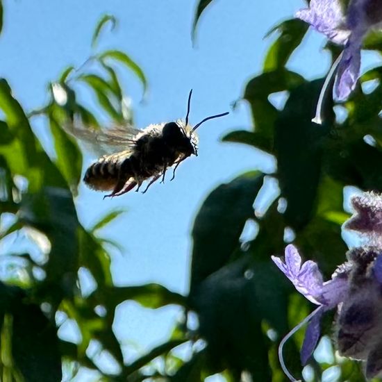 Heide-Blattschneiderbiene: Tier im Habitat Garten in der NatureSpots App