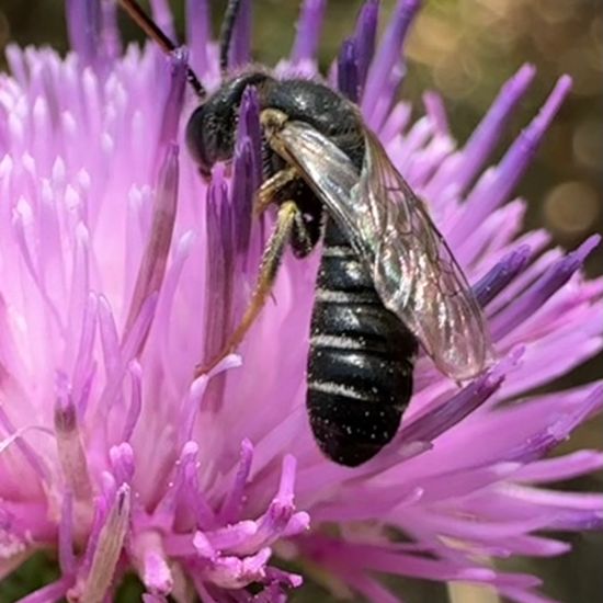 Halictidae: Tier im Habitat Garten in der NatureSpots App