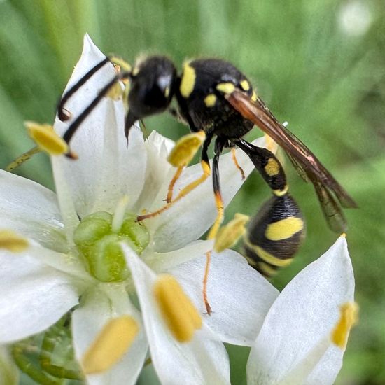 Eumenes mediterraneus mediterraneus: Animal in habitat Garden in the NatureSpots App