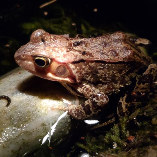 Wasserfrösche: Tier in der Natur in der NatureSpots App