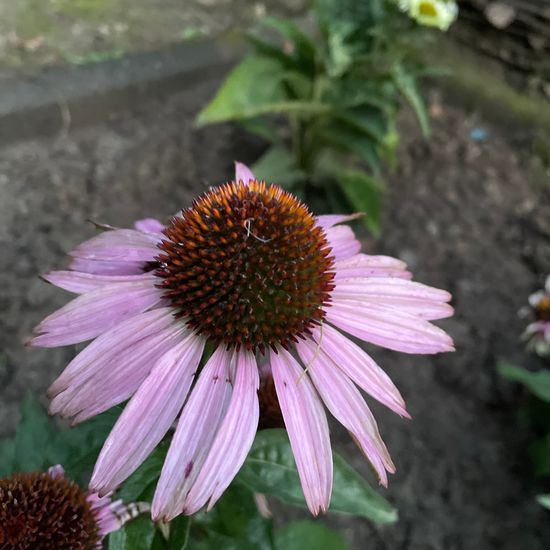 Echinacea purpurea: Plant in habitat Garden in the NatureSpots App