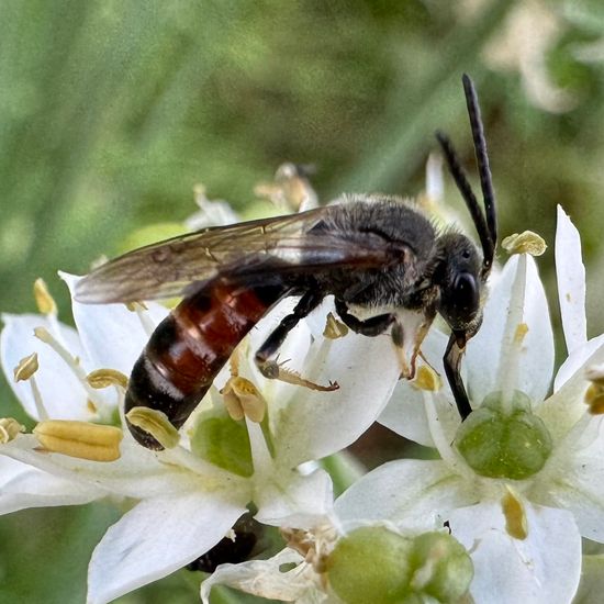 Lasioglossum nigripes: Animal in habitat Garden in the NatureSpots App