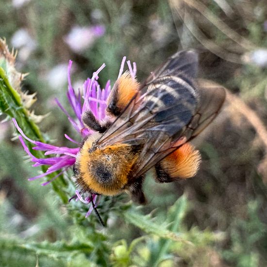 Hosenbiene: Tier im Habitat Garten in der NatureSpots App