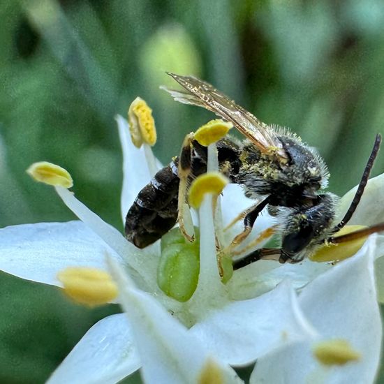 Halictidae: Tier im Habitat Garten in der NatureSpots App