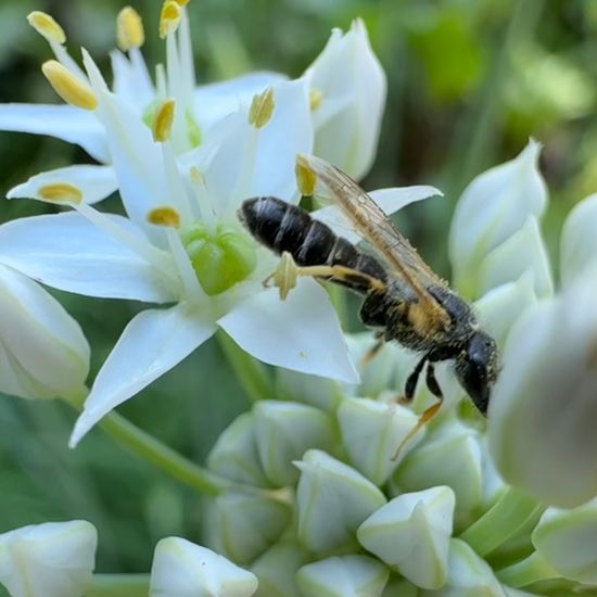 Halictidae: Tier im Habitat Garten in der NatureSpots App