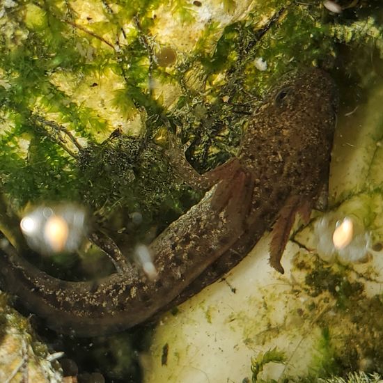 Nördlicher Kammmolch: Tier im Habitat Teich in der NatureSpots App