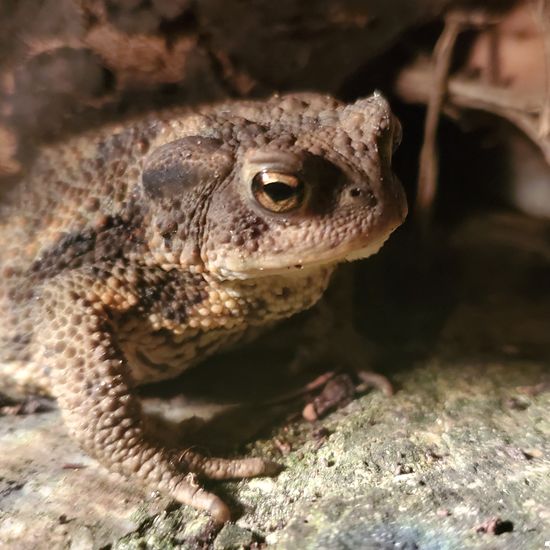 Common toad: Animal in habitat Garden in the NatureSpots App