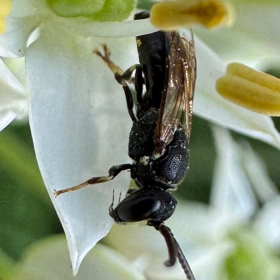 Hylaeus communis: Animal in habitat Garden in the NatureSpots App