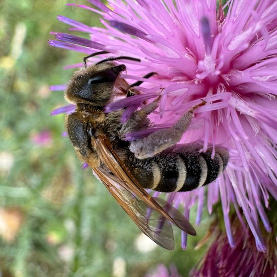 Halictidae: Tier im Habitat Garten in der NatureSpots App