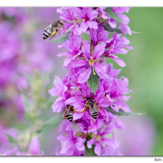 Melitta nigricans: Tier im Habitat Grasland und Büsche in der NatureSpots App