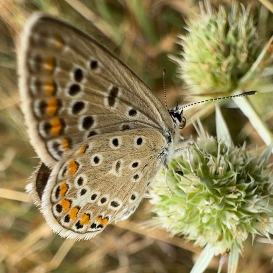 Polyommatus icarus: Animal in habitat Garden in the NatureSpots App