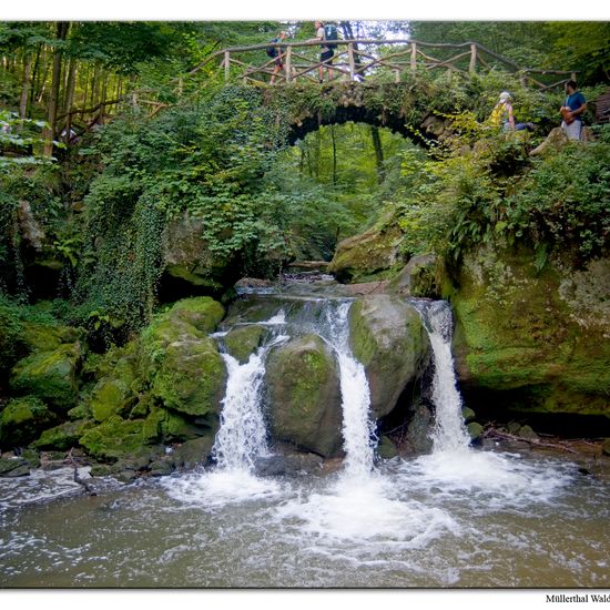 Landschaft: Süßwasser im Habitat Bach in der NatureSpots App