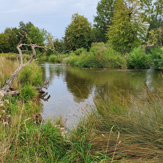 Landschaft: Süßwasser im Habitat Bach in der NatureSpots App