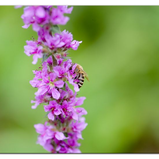 Westliche Honigbiene: Tier im Habitat Grasland und Büsche in der NatureSpots App