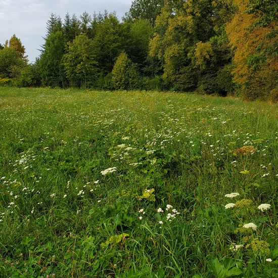 Landschaft: Grasland und Büsche im Habitat Halb-natürliches Grasland in der NatureSpots App