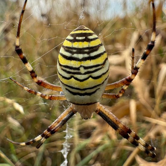 Wespenspinne: Tier im Habitat Garten in der NatureSpots App