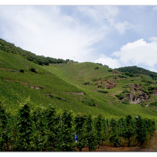 Landscape: Agriculture in habitat Vineyard in the NatureSpots App