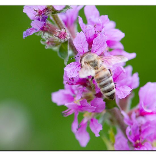 Westliche Honigbiene: Tier im Habitat Grasland und Büsche in der NatureSpots App