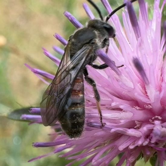 Lasioglossum nigripes: Animal in habitat Garden in the NatureSpots App