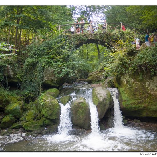 Landschaft: Süßwasser im Habitat Bach in der NatureSpots App