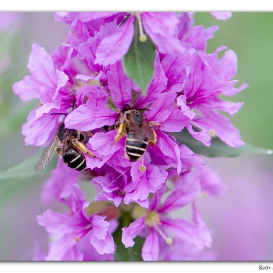 Westliche Honigbiene: Tier im Habitat Grasland und Büsche in der NatureSpots App