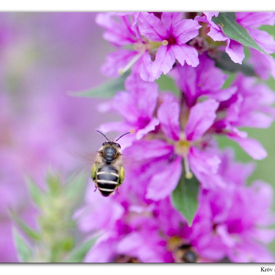 Melitta nigricans: Animal in habitat Grassland in the NatureSpots App