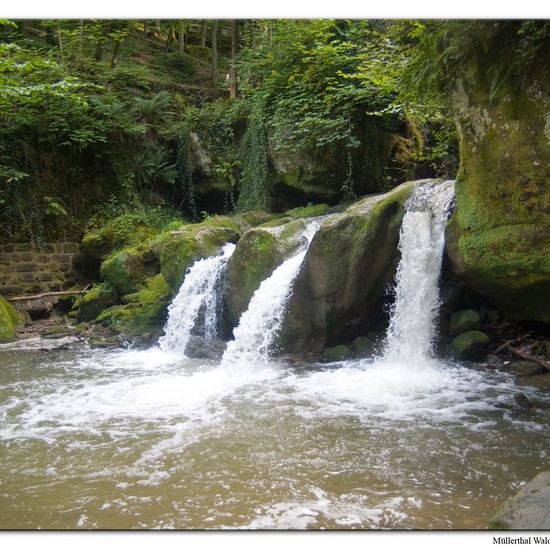 Landschaft: Süßwasser im Habitat Bach in der NatureSpots App