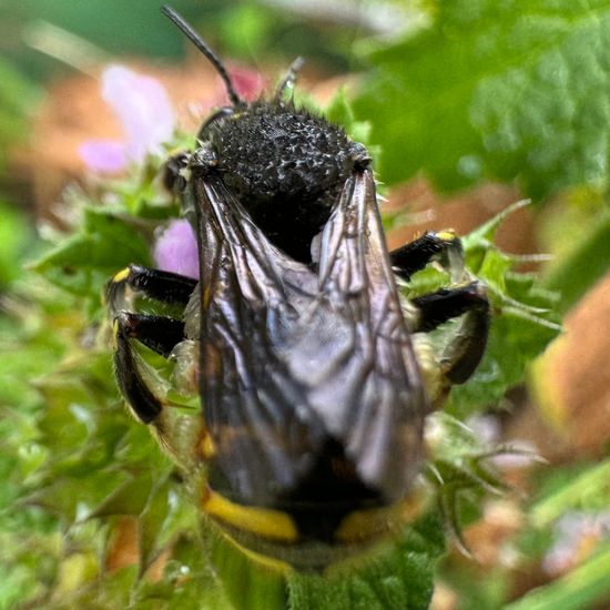 Große Wollbiene: Tier im Habitat Garten in der NatureSpots App